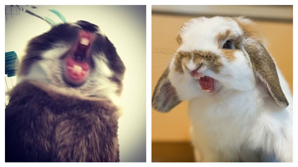 Hrozivá králičí zívnutí